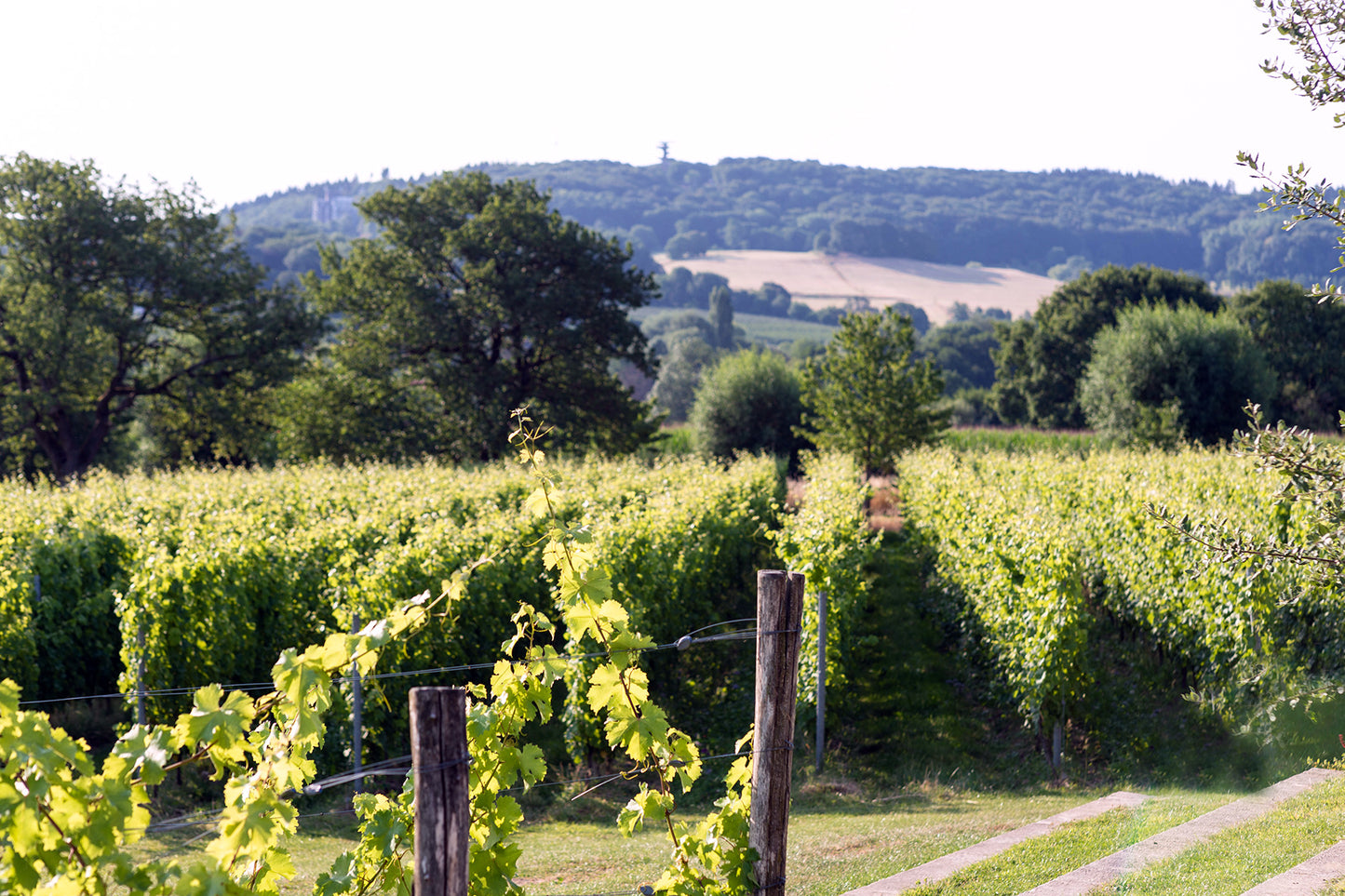 Nederlandse bubbel (Limburg)