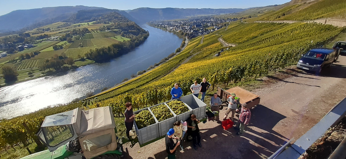 Riesling