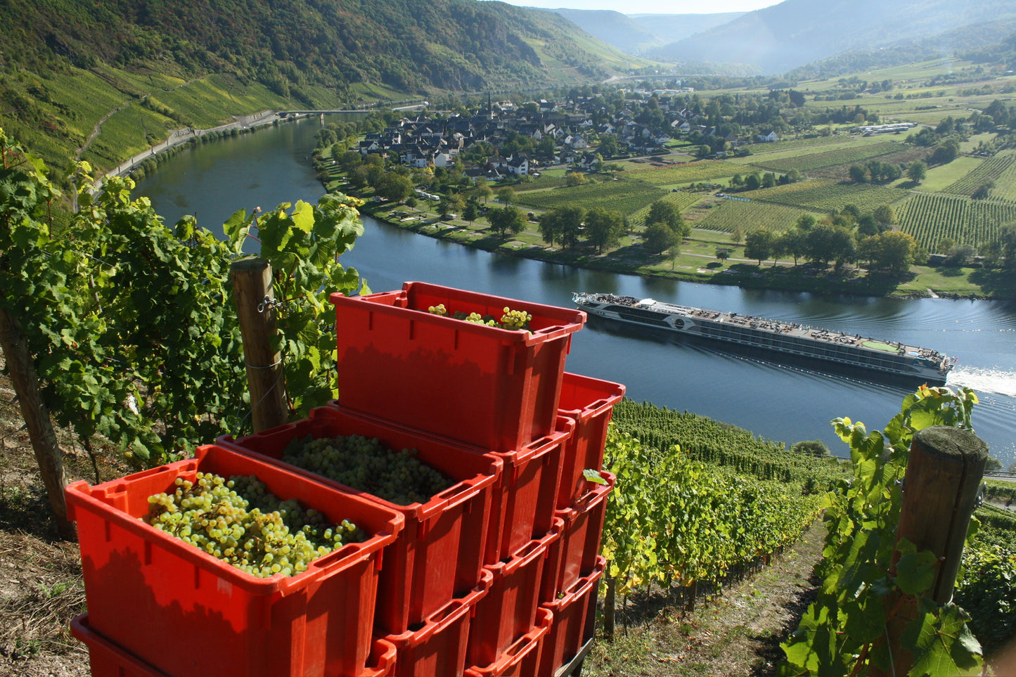 Riesling